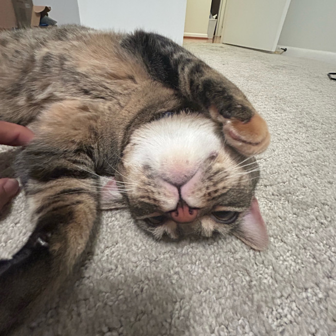 Your Cat's New Best Friend