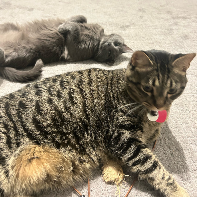 Your Cat's New Best Friend