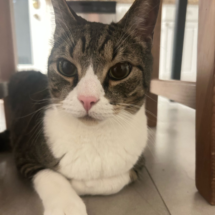 Your Cat's New Best Friend