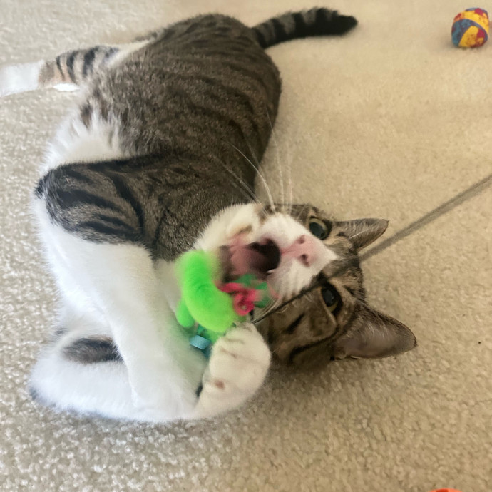 Your Cat's New Best Friend