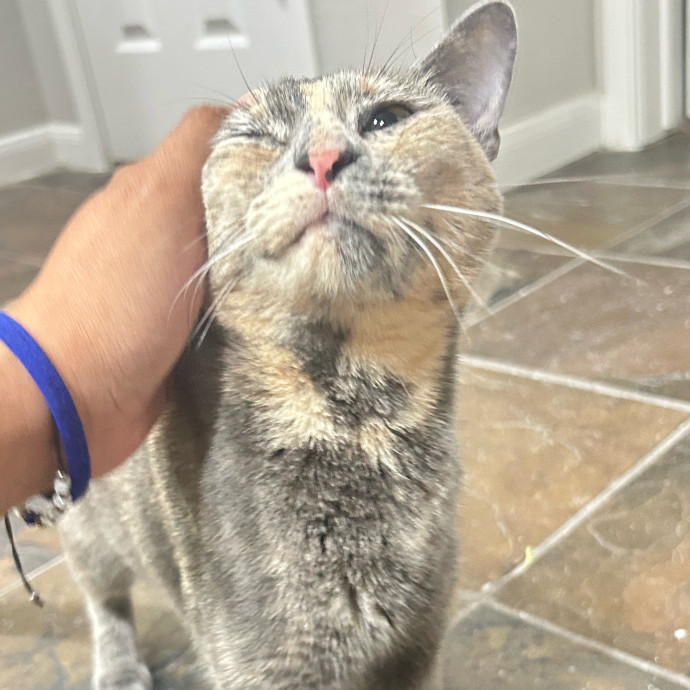 Your Cat's New Best Friend
