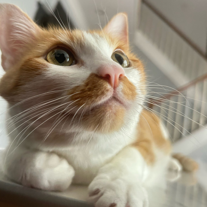 Your Cat's New Best Friend