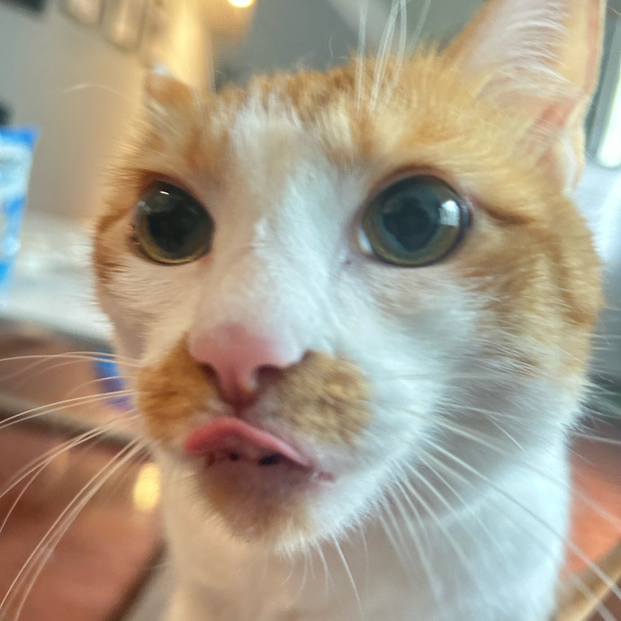 Your Cat's New Best Friend