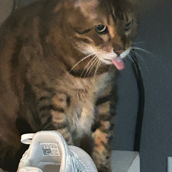 Your Cat's New Best Friend