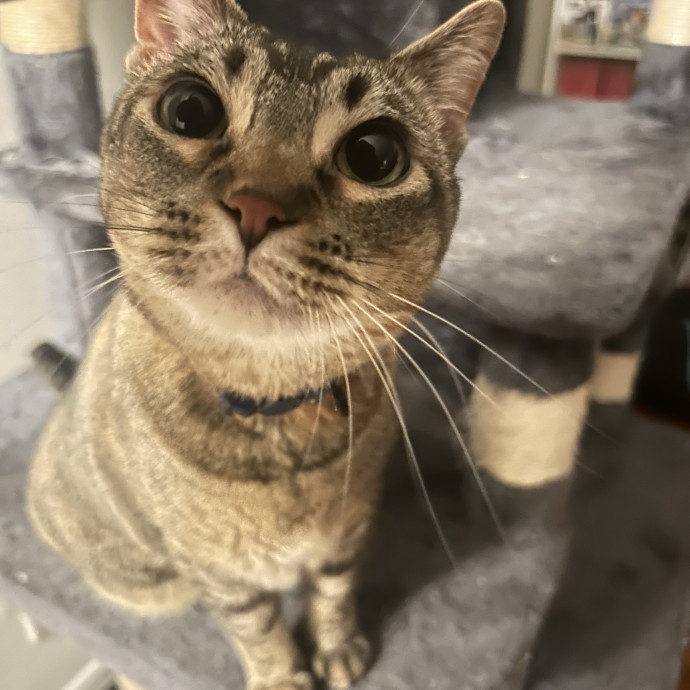 Your Cat's New Best Friend