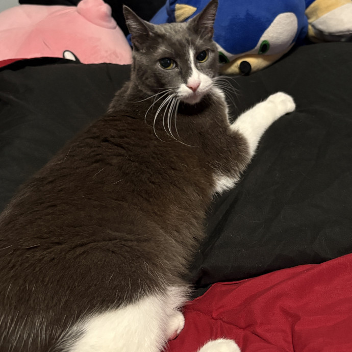 Your Cat's New Best Friend