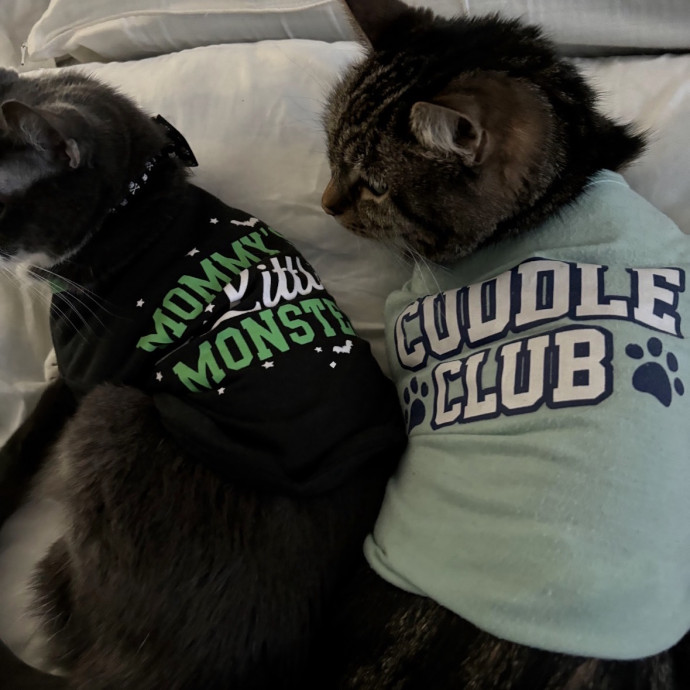 Your Cat's New Best Friend