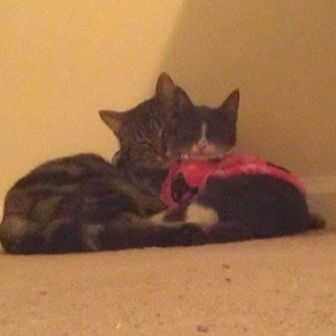 Your Cat's New Best Friend