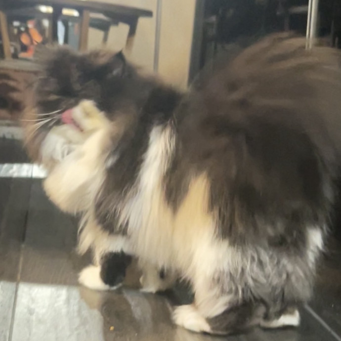 Your Cat's New Best Friend