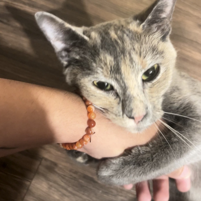 Your Cat's New Best Friend photo 3