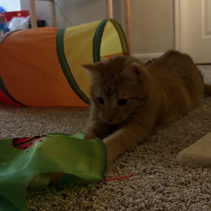 Your Cat's New Best Friend photo 2