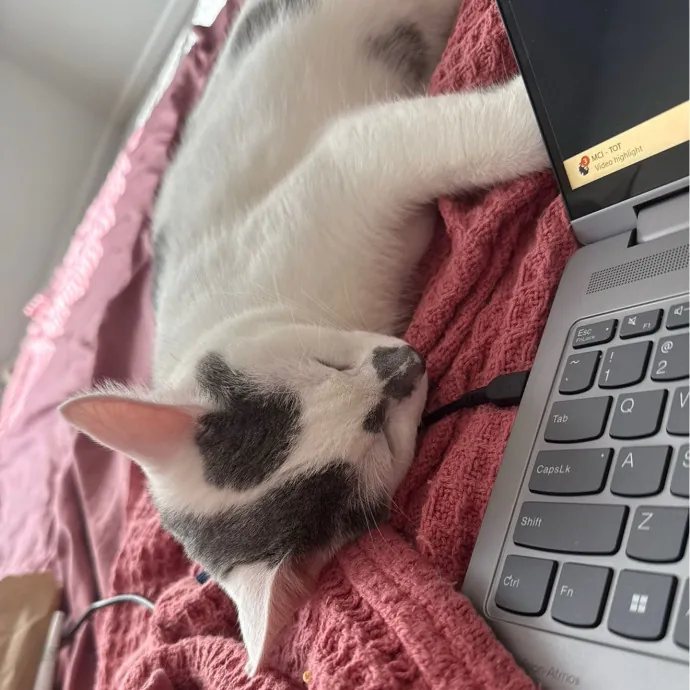 All Kitties Welcome