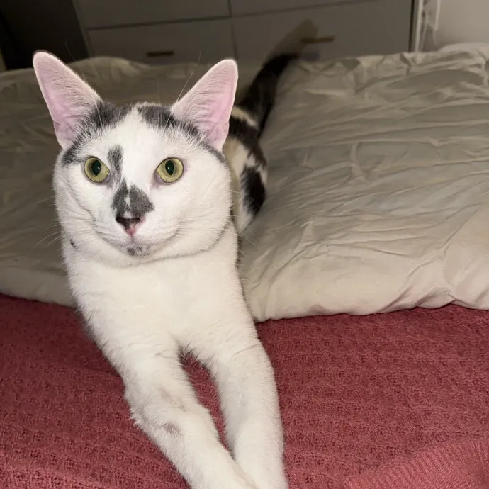 All Kitties Welcome