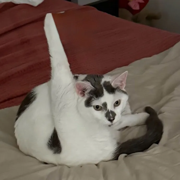 All Kitties Welcome