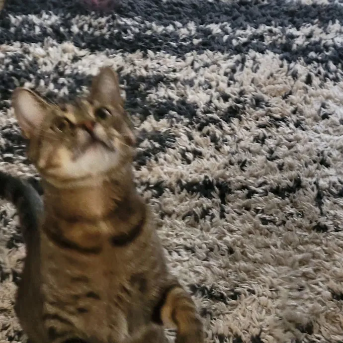 All Kitties Welcome