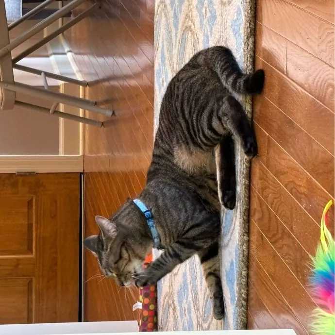 All Kitties Welcome