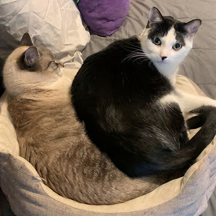 Daisy's Kitty Services