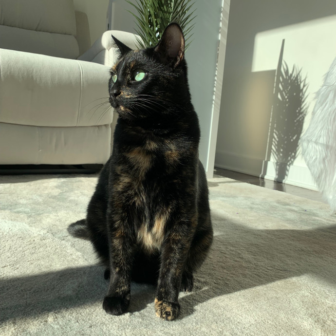 Daisy's Kitty Services