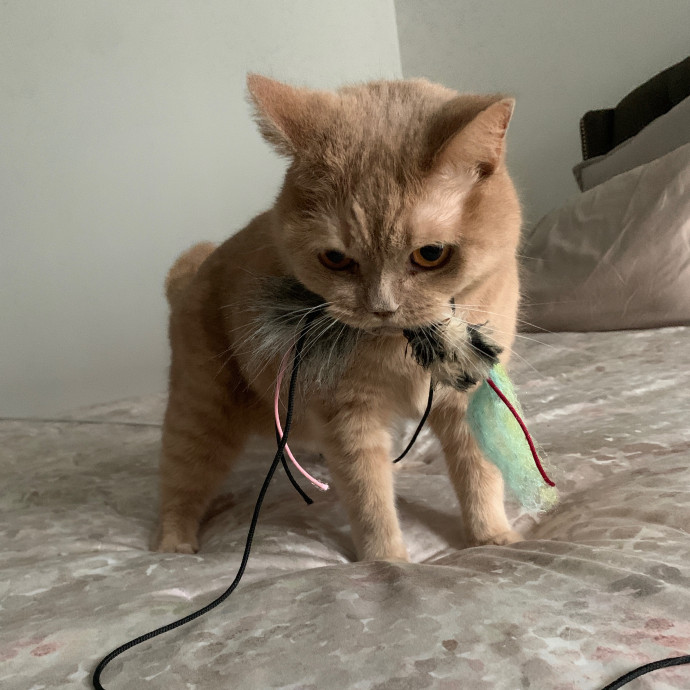 Daisy's Kitty Services