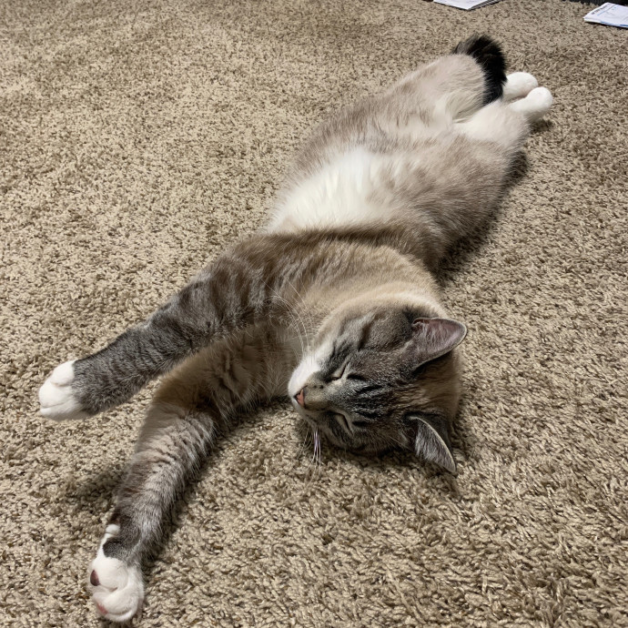 Daisy's Kitty Services