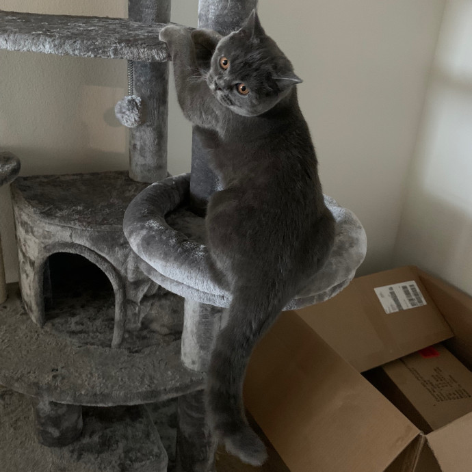 Daisy's Kitty Services