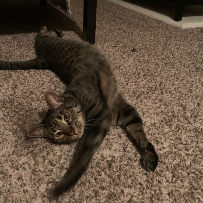 Daisy's Kitty Services