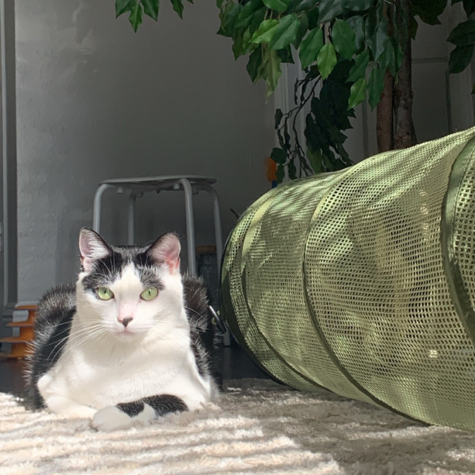 Daisy's Kitty Services