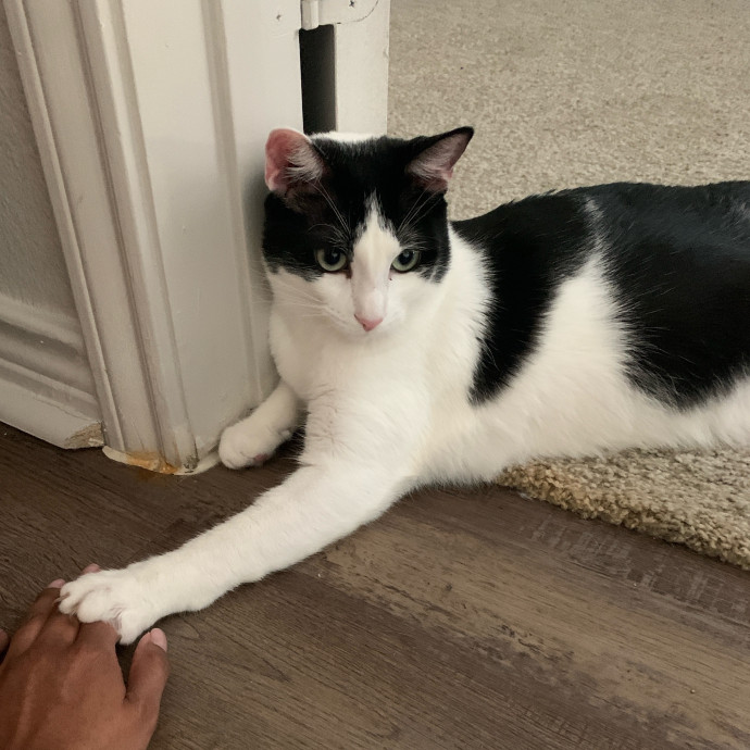 Daisy's Kitty Services