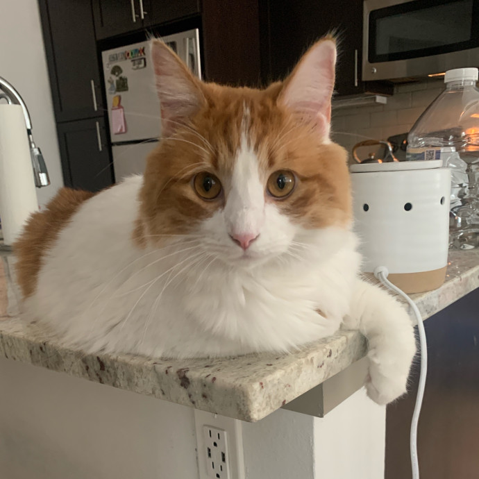 Daisy's Kitty Services