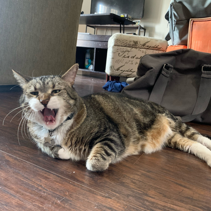 Daisy's Kitty Services