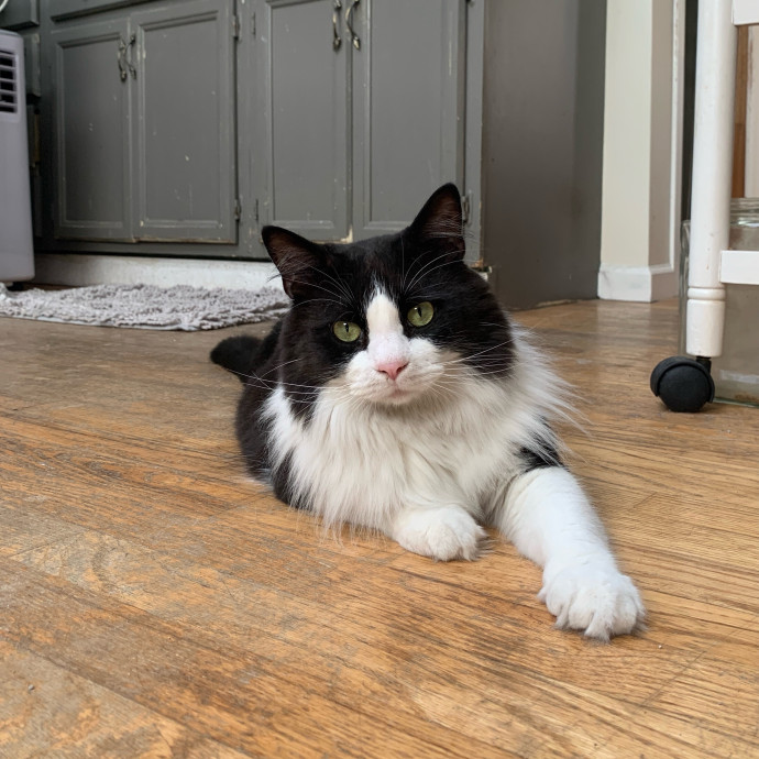 Daisy's Kitty Services