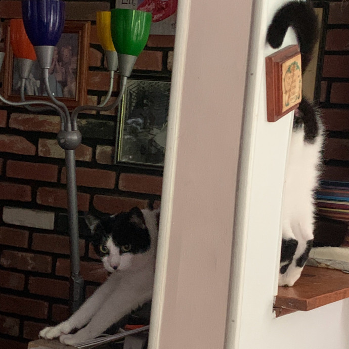 Daisy's Kitty Services