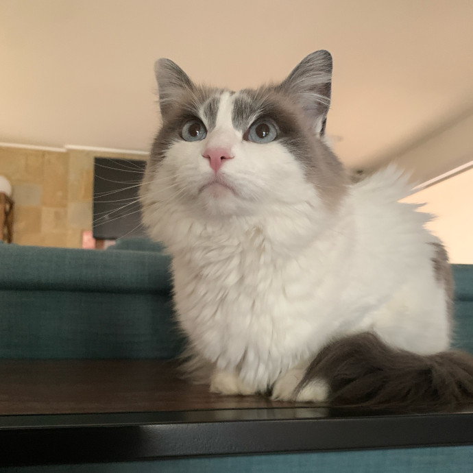 Daisy's Kitty Services photo 3