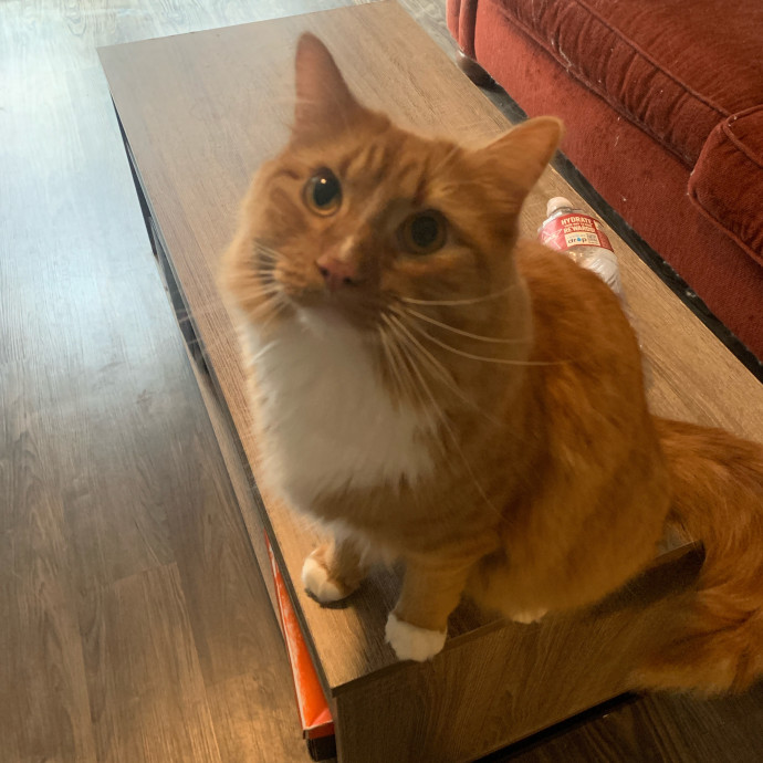 Daisy's Kitty Services photo 2