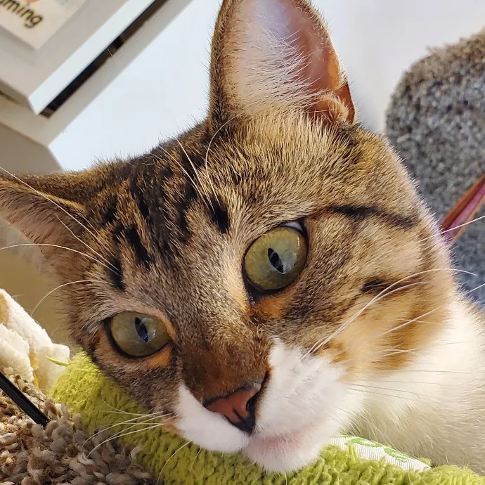 Jess' Love For Cats Sitting Service