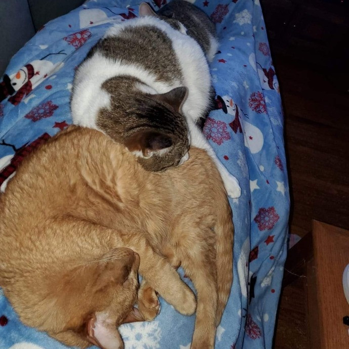 Jess' Love For Cats Sitting Service
