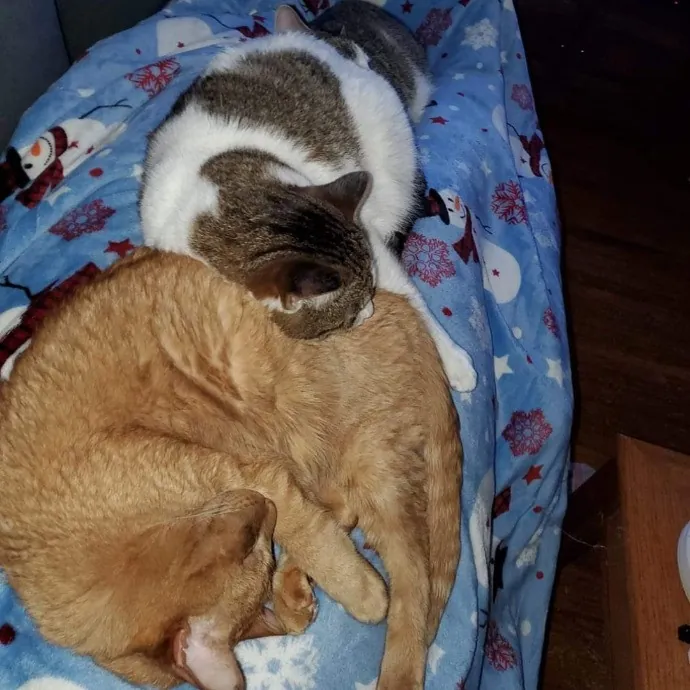 Jess' Love For Cats Sitting Service