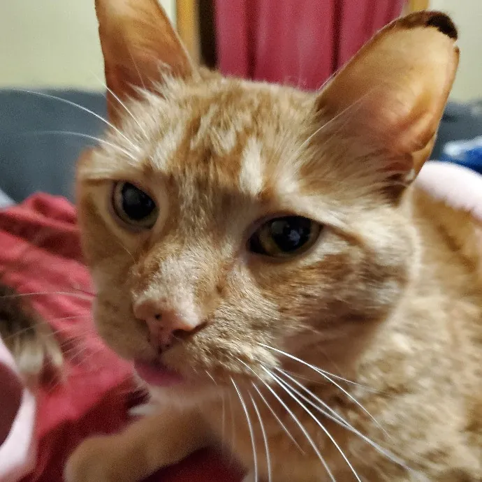 Jess' Love For Cats Sitting Service