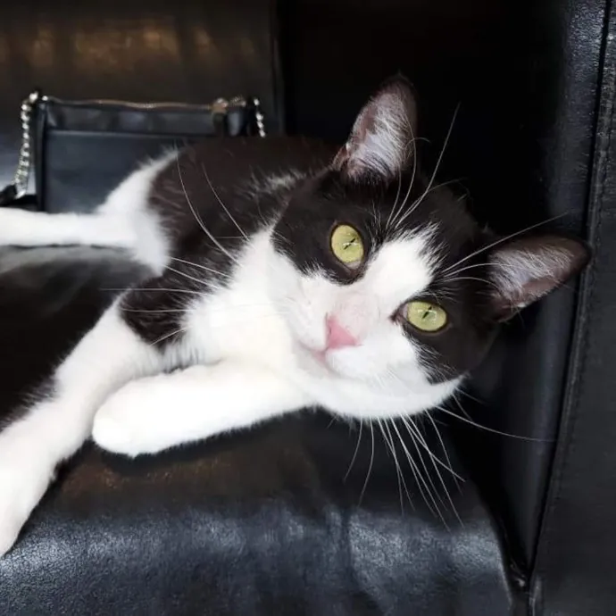 Jess' Love For Cats Sitting Service