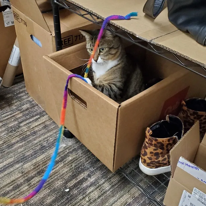 Jess' Love For Cats Sitting Service