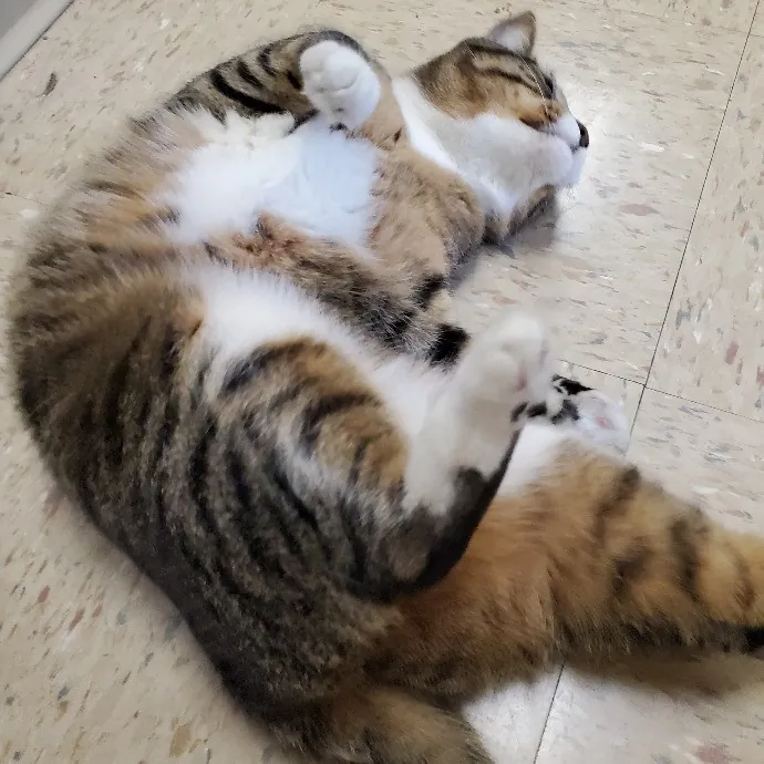 Jess' Love For Cats Sitting Service