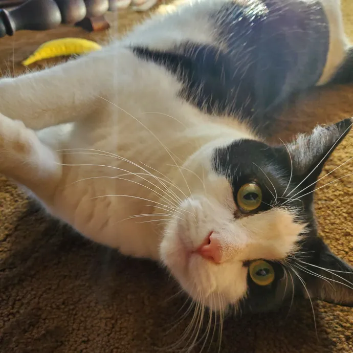 Jess' Love For Cats Sitting Service photo 4