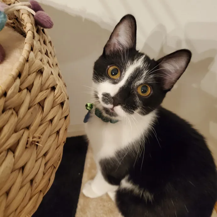 Jess' Love For Cats Sitting Service photo 2