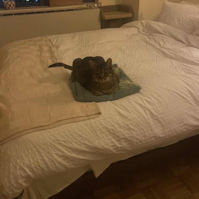 Nyc Cat Nanny