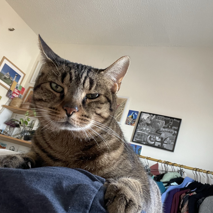 Nyc Cat Nanny