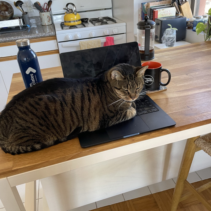Nyc Cat Nanny