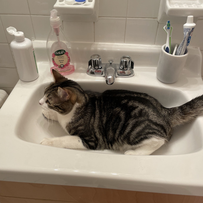 Nyc Cat Nanny photo 2