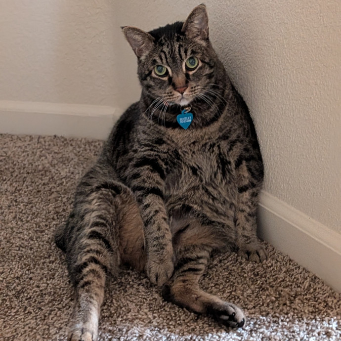 Happy Cats Worry-Free Owners photo 3