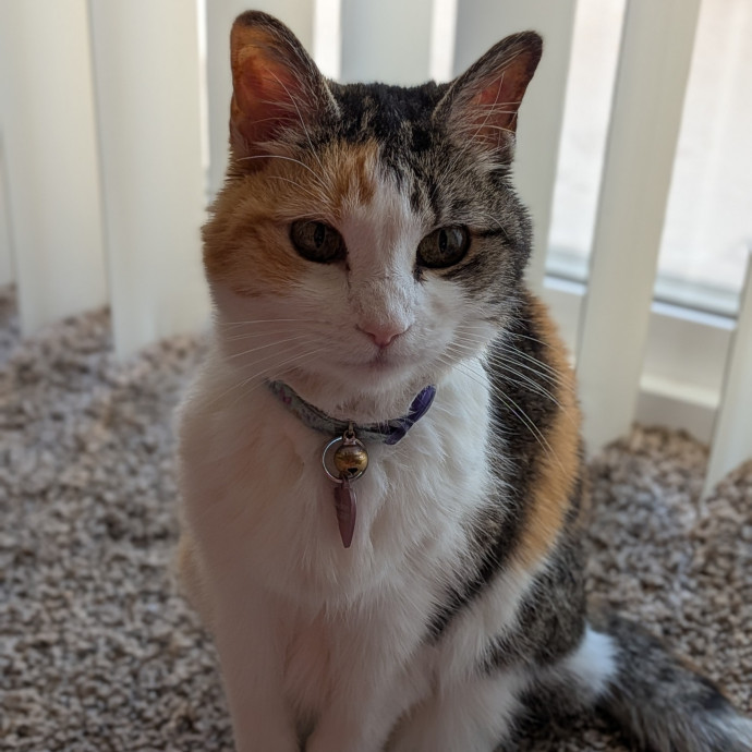 Happy Cats Worry-Free Owners photo 2