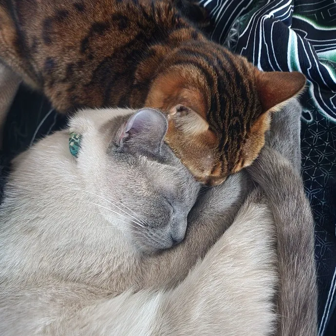 Mallory's Cat Sanctuary